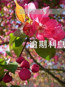 逾期利息 信用卡 逾期利息 信用卡